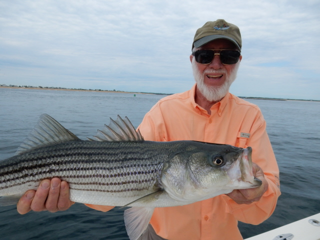 Plum Island striper